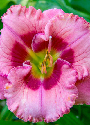 Cherry Valentine Reblooming Daylily