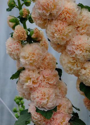 Alcea, Hollyhocks Peaches and Dreams