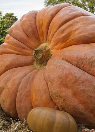 Pumpkin Big Moose