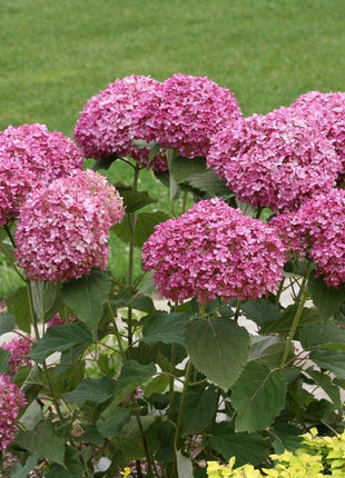 20 pcs/Pack Hydrangea Seed Bonsai Flower Seeds Hydrangea Perennial Garden Home