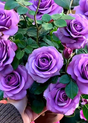 🌹Rose Mixed Color Seeds