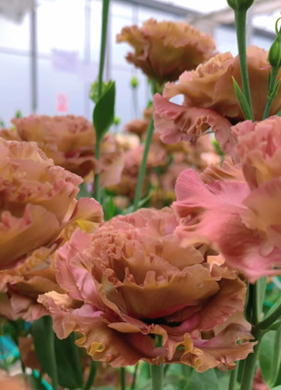🌺Rose Balloon Flower, Platycodon Grandiflorus - Sincere Love