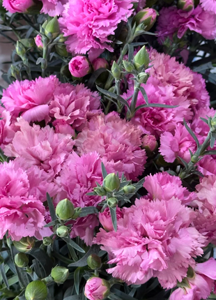 🌹Double Carnation Seeds—Mother's Day Flowers