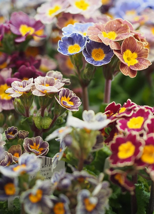 Mixed Color Primrose Seeds