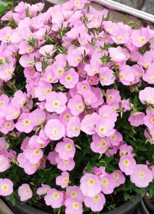 🌺Evening Primrose—Sea Of Pink Flowers