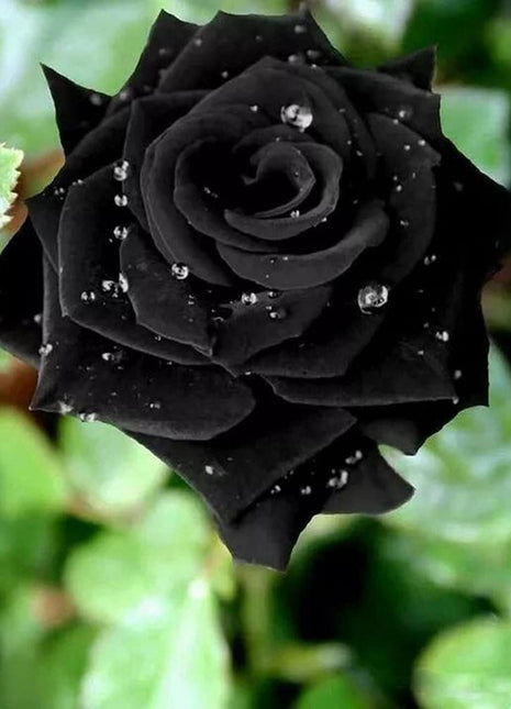 Black Rose Seeds 100pcs - Flower Bush Perennial Shrub Flowers Seed black  rose