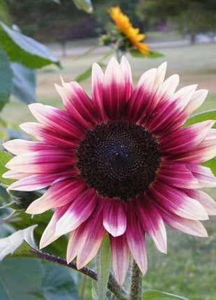 100 Pcs Strawberry Blonde Hybrid Sunflower Seeds