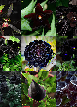 Exclusive Black Wildflower Seed Mix