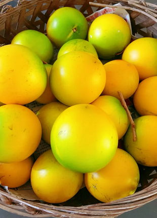 Golden Fruit Seeds