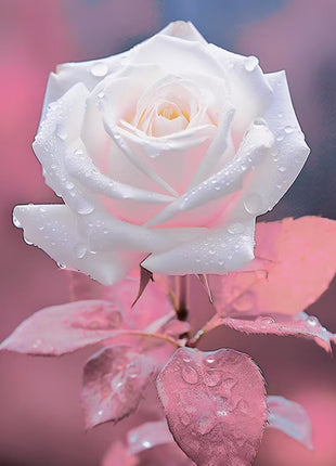 Rare Fresh White Rose Seeds