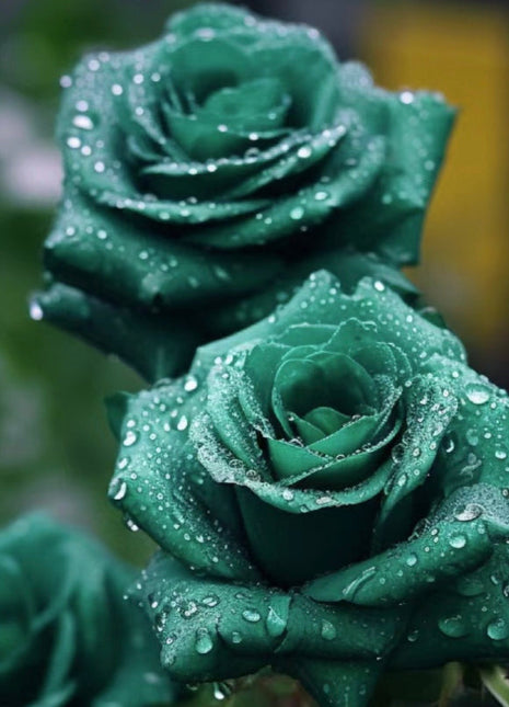 Scottish Green Rose Seeds