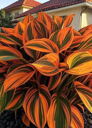 800 Rare Hosta Seeds – Lush Perennial Foliage for Stunning Landscapes