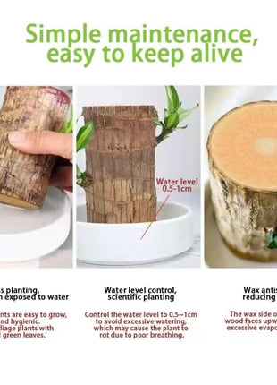 Charming Brazilian Wood with Ceramic Pot & Mysterious Doll – A Touch of Green and Magic for Your Home