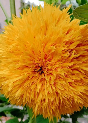 50 Seeds Teddy Bear Sunflower