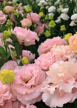 🌺Rose Balloon Flower, Platycodon Grandiflorus - Sincere Love