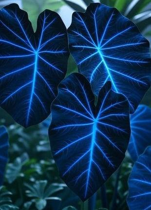 800PCS Hosta Flower Seeds for Planting – Exotic Leaf Colors, Ideal for Shade Gardens, Low Maintenance Perennial Plants for Home Landscaping, Borders, and DIY Projects