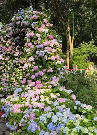 Hydrangea Seeds 50 seeds Mixed Color Seeds Stunning Perennial Flower Seeds for Gardeners Hardy Blooms Perfect for Landscaping and Garden Beautification