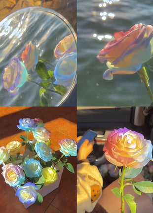 Rare Seeds - Datura Langaros Roses of the Western Regions