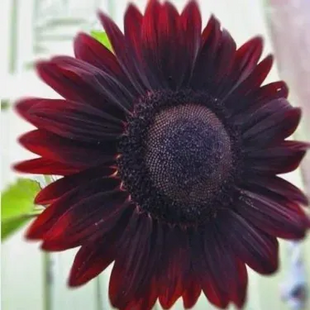 🌺Last Day Sale--60% Off💐 Sunflower Seeds🌻Sunshine