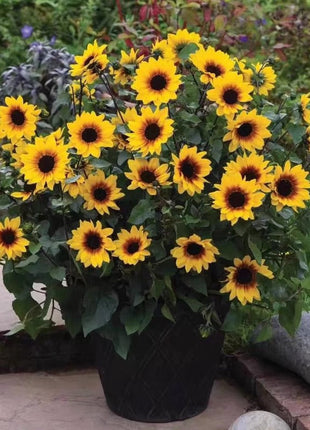Sunflower Bonsai Flowering Machine, Glorious Years