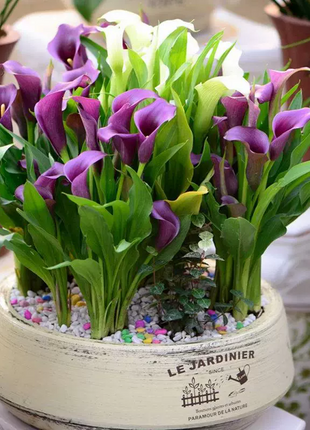 Calla Lily Seeds - Mixed - Beautiful Flowers Planting