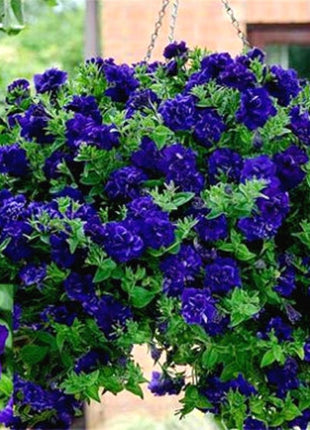 Double Cascade Petunia Duo Blue F1 Seeds - Petunia x hybrida