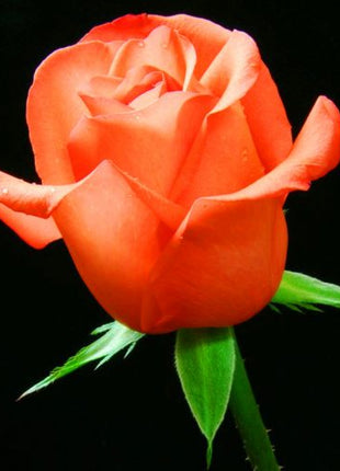 Beautiful Mini Rose Seeds, 100pcs/pack