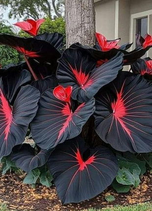 800Pcs Hosta Seeds – Giant Elephant Ear Style Foliage | Lush Shade-Loving Perennial | Perfect for Borders, Walkways & Woodland Gardens | Fast-Growing, Low Maintenance & Eye-Catching Greenery