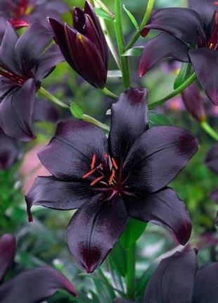 Night Rider Lily Seeds