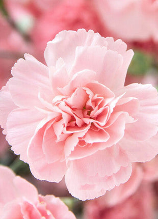Carnation Seeds - La France