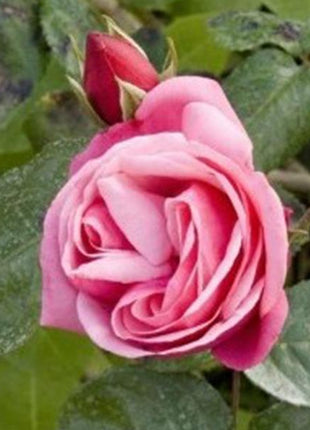 Pink Lady Rose Climbing Seeds