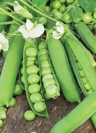 Pea Karina Organic