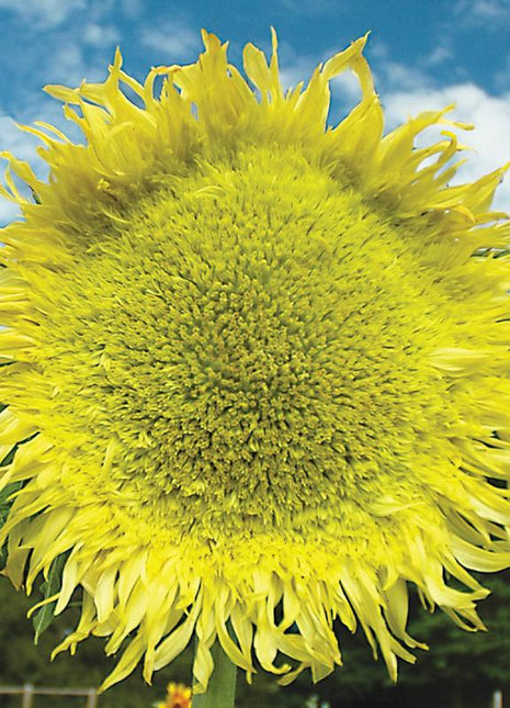 Sunflower, Zeus Hybrid