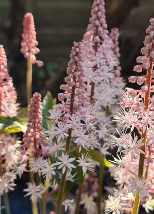 Pink Skyrocket Foam Flower
