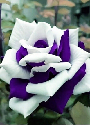 Rare Twin Rose Purple White