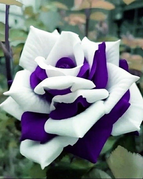 Rare Twin Rose Purple White