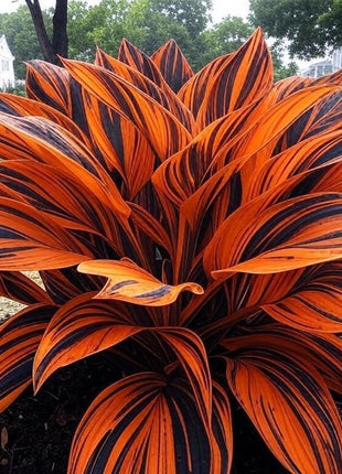 800 Rare Hosta Seeds – Lush Perennial Foliage for Stunning Landscapes