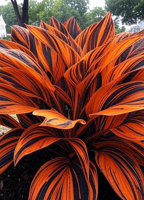 800 Rare Hosta Seeds – Lush Perennial Foliage for Stunning Landscapes