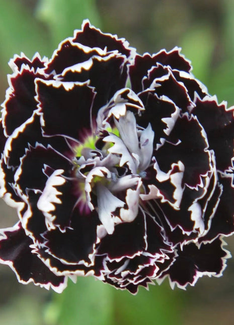 Dianthus Heddewigii Black White Carnation Flower Seed, Dianthus Flower, Natural, Non GMO, Heirloom