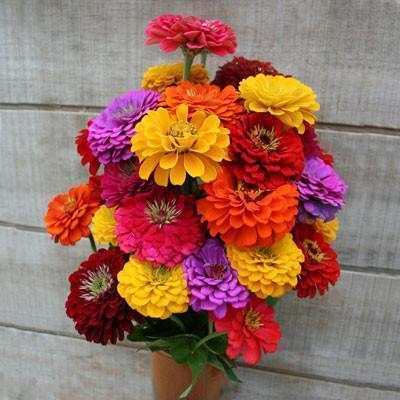 Zinnia State Fair Mix