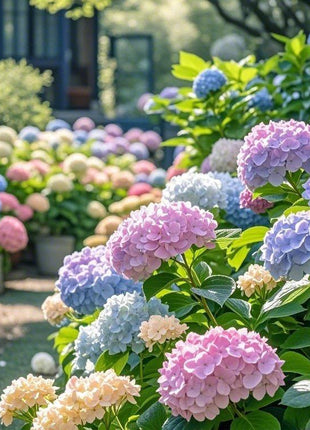 200 PCS Mixed Color Hydrangea Seeds, Easy to Grow, Ideal for Family Gardens, Small Spaces & DIY Floral Arrangements