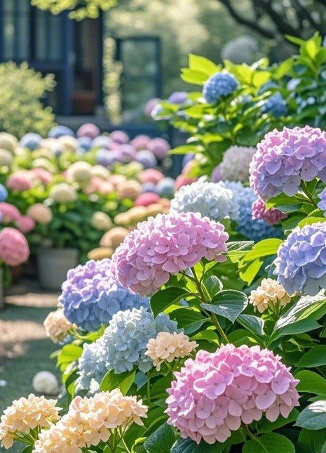 200 PCS Mixed Color Hydrangea Seeds, Easy to Grow, Ideal for Family Gardens, Small Spaces & DIY Floral Arrangements