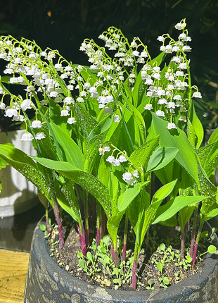 Lily of the Valley Roots