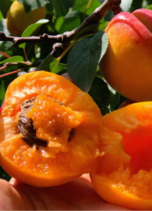 Apricot Seeds