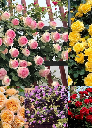 【 Repeat Blooming】🌹Climbing Rose Seeds - Luck Rises