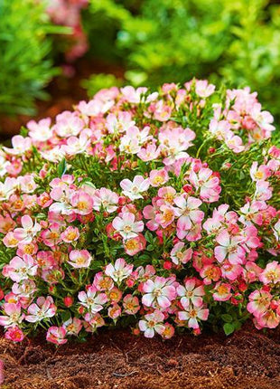 Alpin-Rose