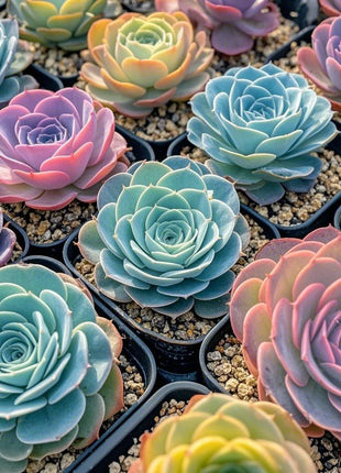 Transform Your Space with These 500 Multi-Color Mountain Rose Succulents!