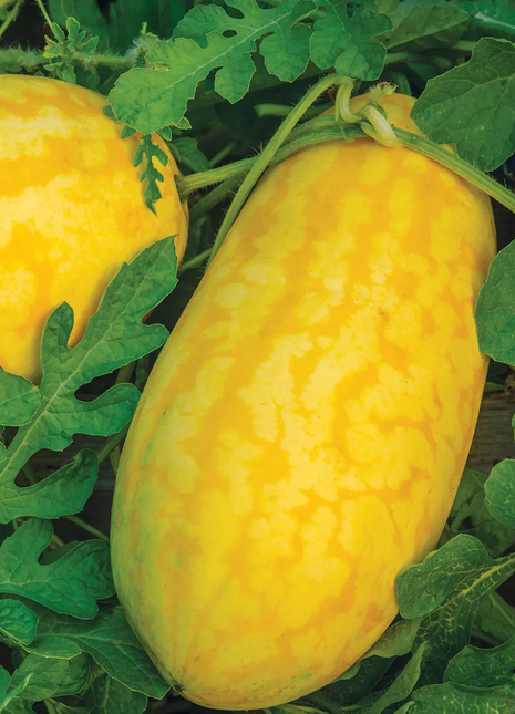 Gold In Gold Hybrid Watermelon Seeds