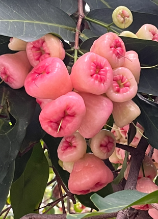 Pink Lotus Mist Seeds