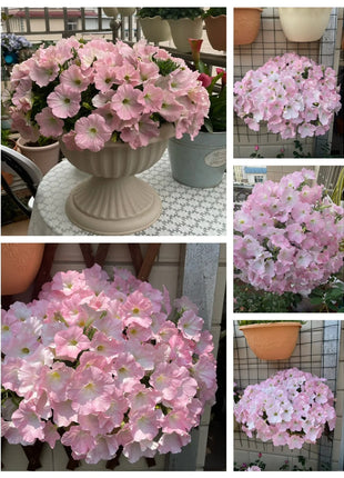 🌸The Latest Petunia Varieties In 2024